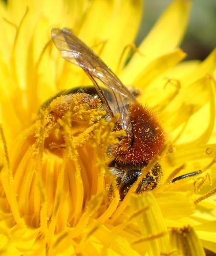 Andrena haemorrhoa